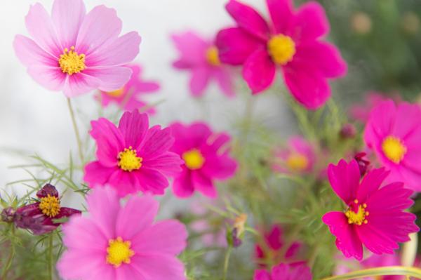 人民公园月季花展