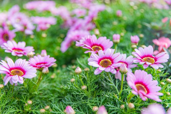人民公园月季花展