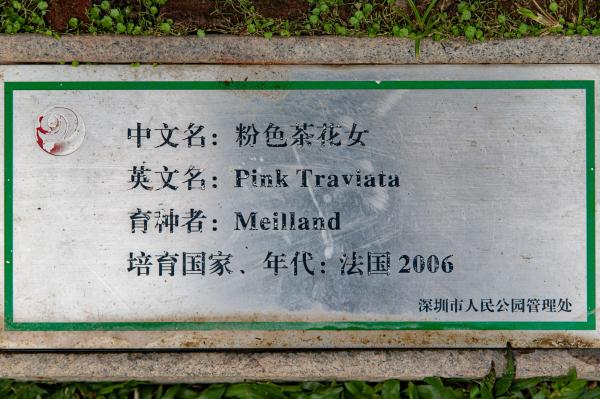 人民公园月季花展