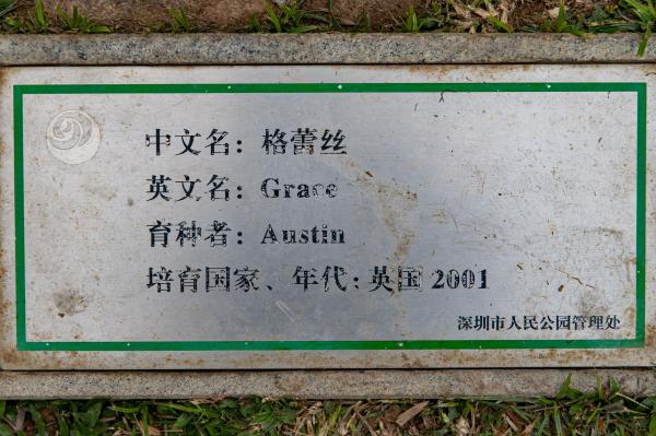 人民公园月季花展