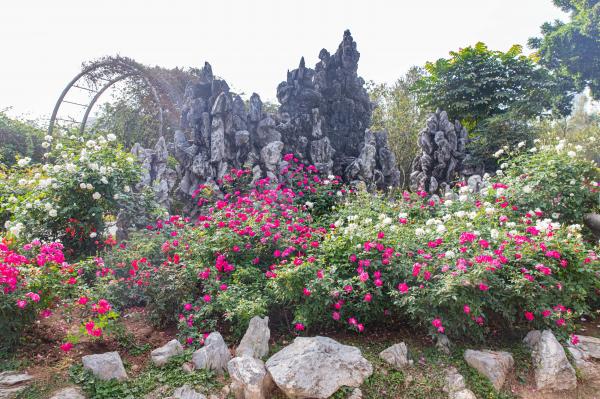 人民公园月季花展
