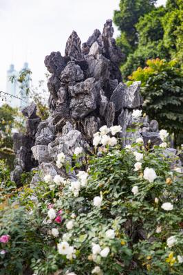 人民公园月季花展