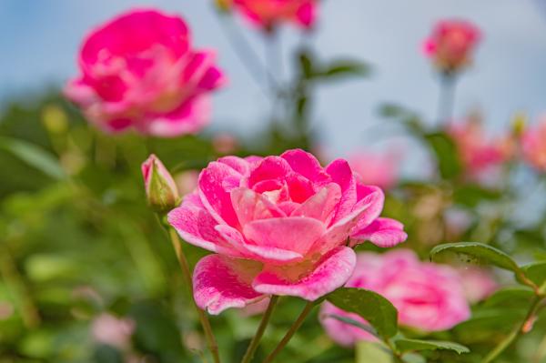 人民公园月季花展