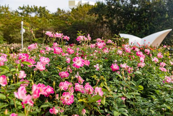人民公园月季花展
