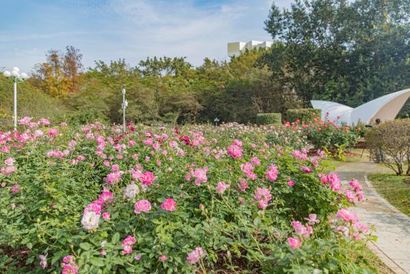 人民公园月季花展