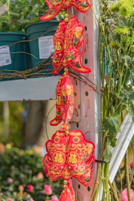 人民公园月季花展