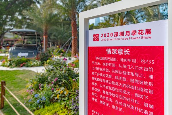 人民公园月季花展