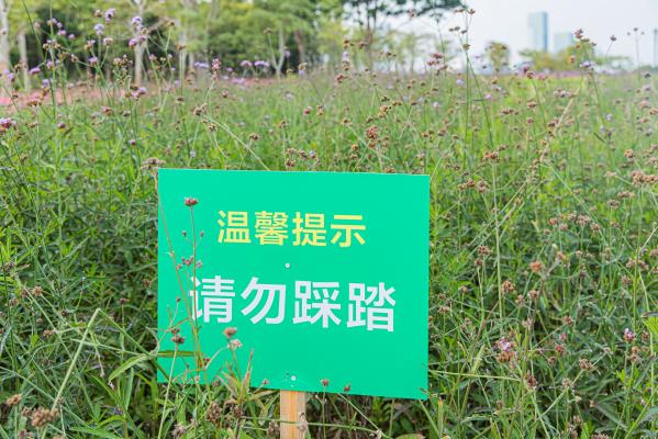 流花山花海