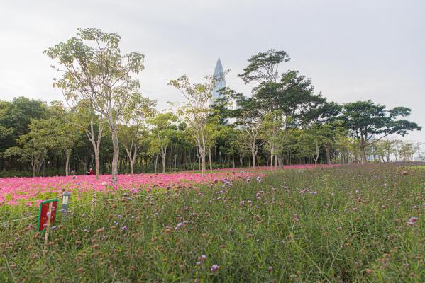 流花山花海