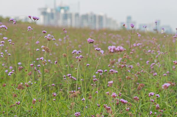 流花山花海