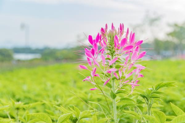流花山花海