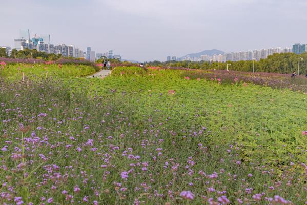 流花山花海