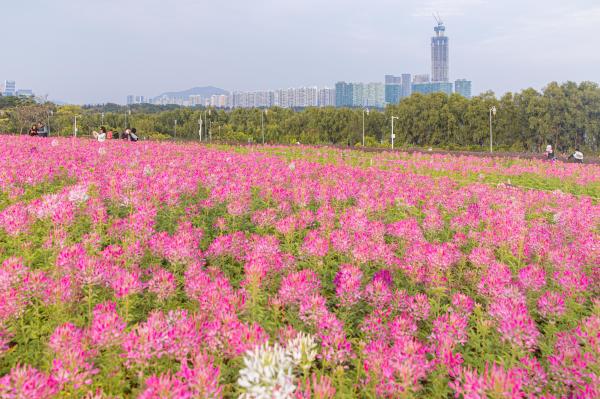 流花山花海