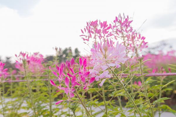 流花山花海