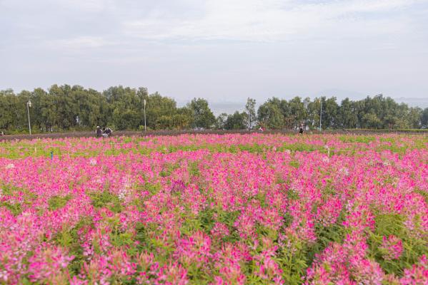 流花山花海