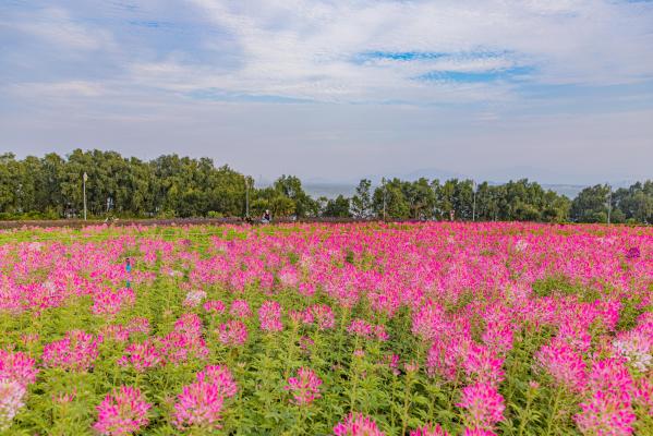 流花山花海