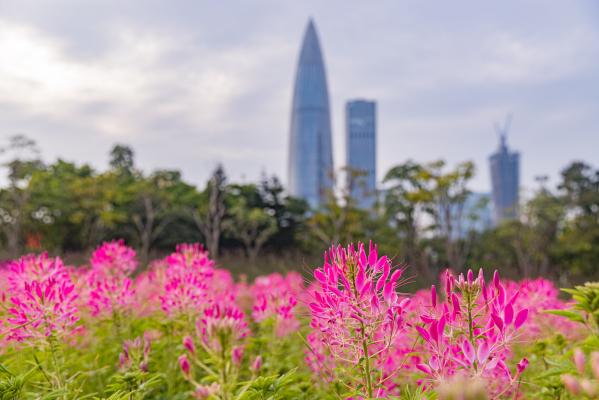 流花山花海