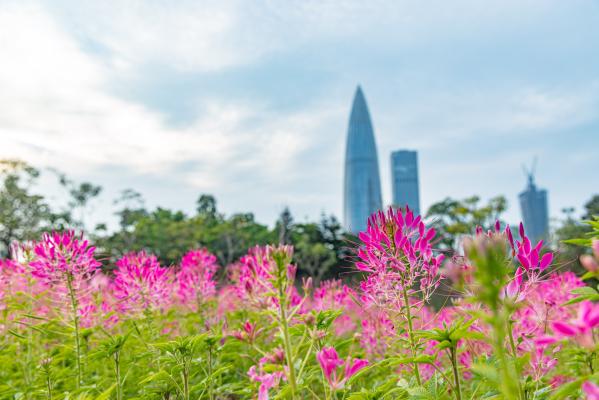 流花山花海