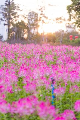 流花山花海