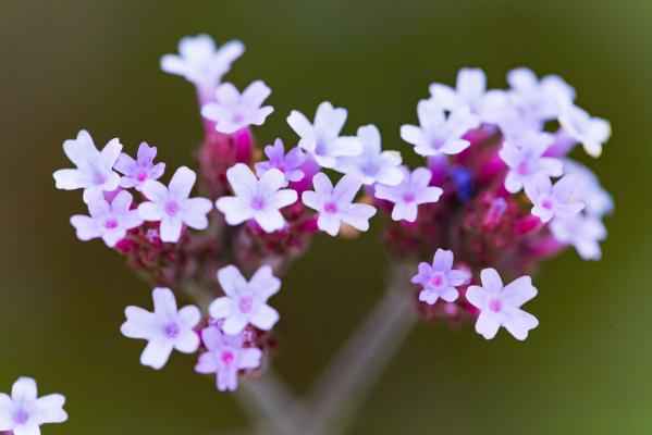 流花山花海