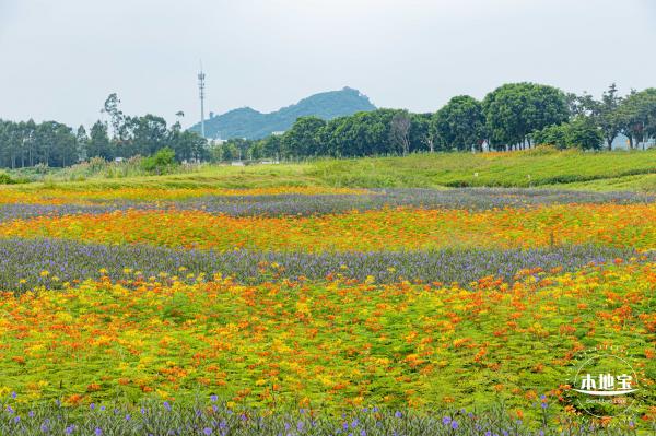 2020光明小镇欢乐田园