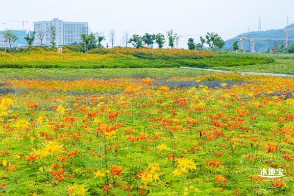 2020光明小镇欢乐田园