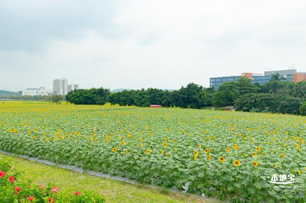 2020光明小镇欢乐田园