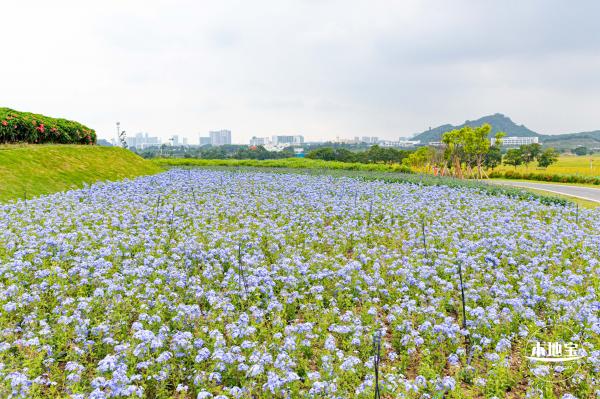 2020光明小镇欢乐田园