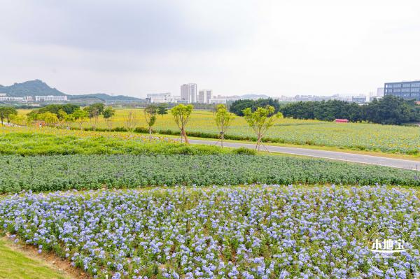2020光明小镇欢乐田园