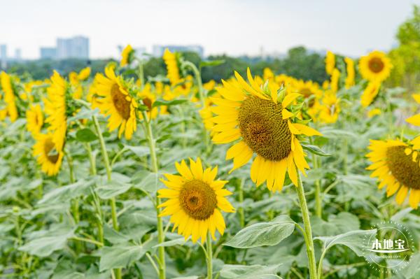 2020光明小镇欢乐田园