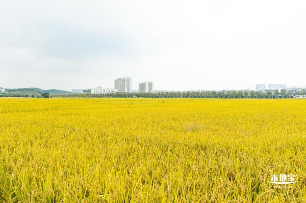 2020光明小镇欢乐田园