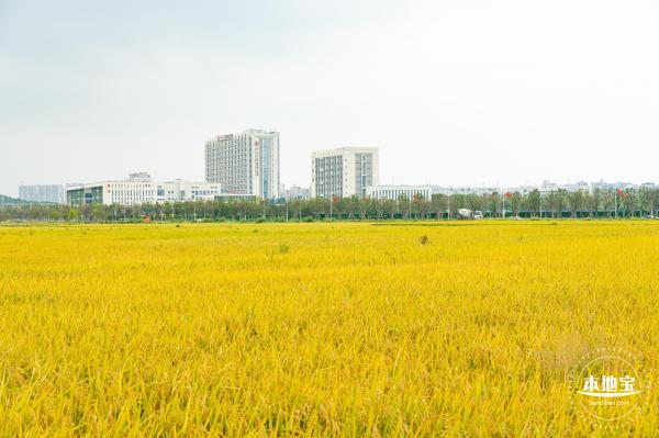 2020光明小镇欢乐田园