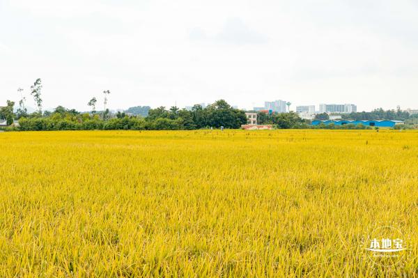 2020光明小镇欢乐田园