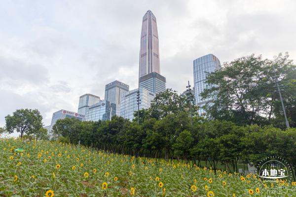 市民中心向日葵