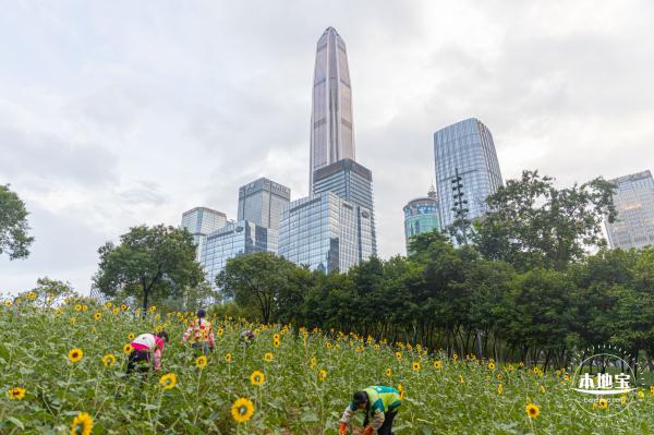 市民中心向日葵