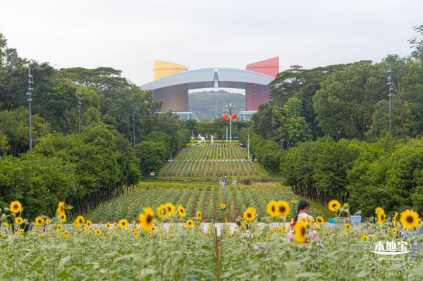 市民中心向日葵