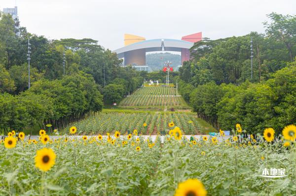 市民中心向日葵