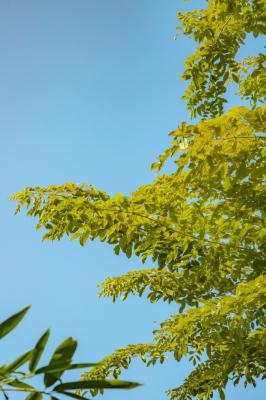竹韵公园