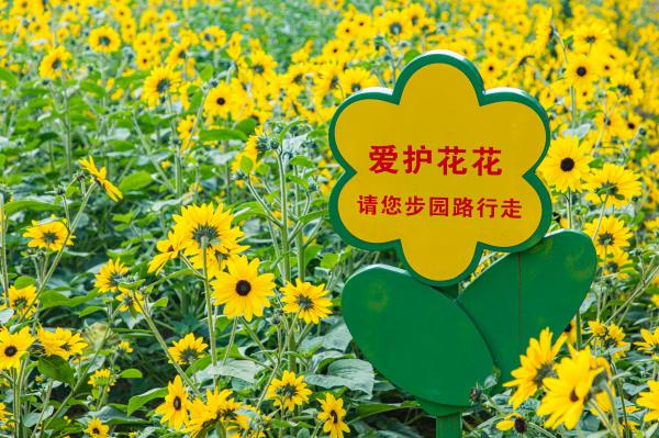 市民中心向日葵