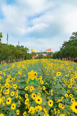 市民中心向日葵