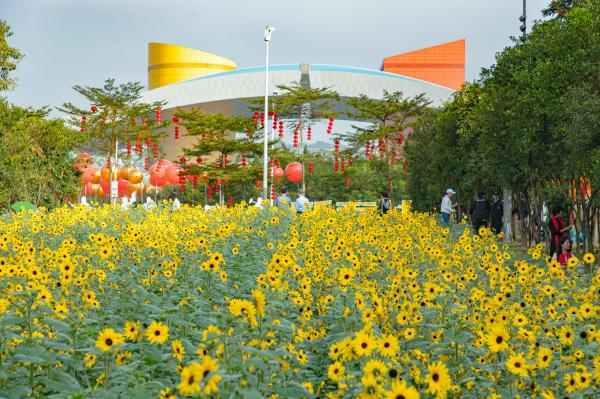 市民中心向日葵