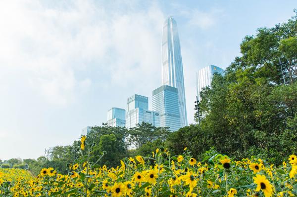 市民中心向日葵