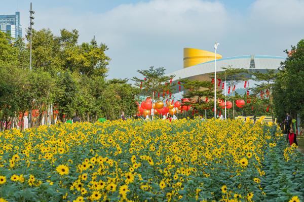 市民中心向日葵