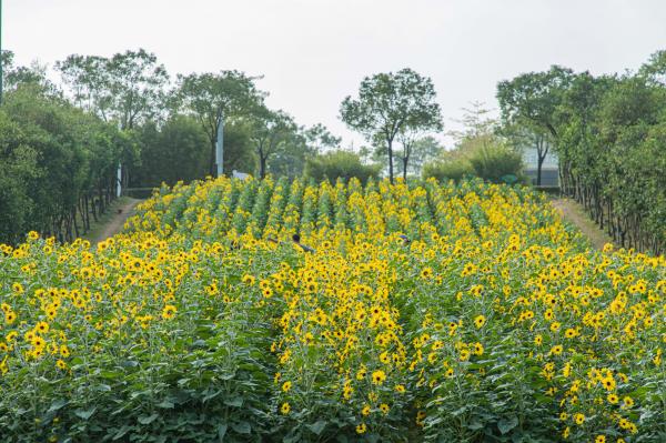 市民中心向日葵