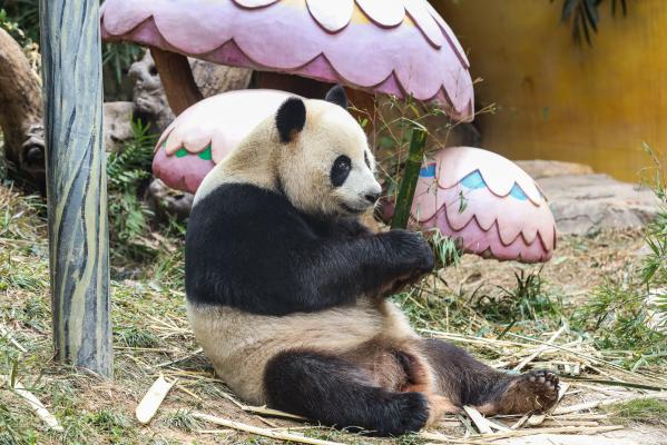 长隆野生动物世界