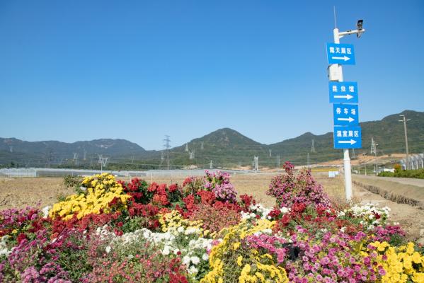 排牙山下菊花展