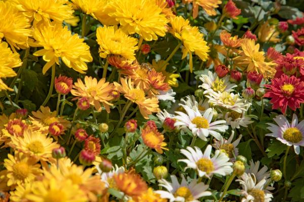 排牙山下菊花展