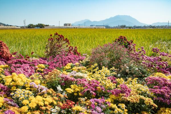 排牙山下菊花展