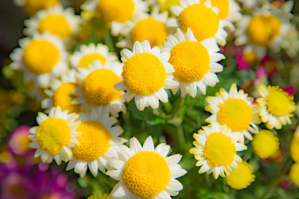 排牙山下菊花展