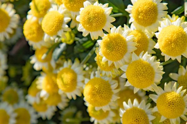 排牙山下菊花展